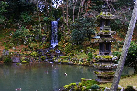 兼六園　翠滝と海石塔　カモの行水(＠_＠;)