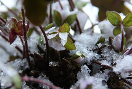 雪の中から雪割草　　春を告げる花♪