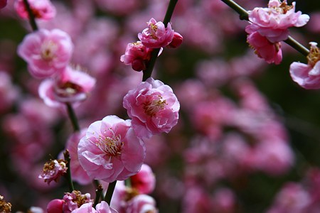 梅　華やかに！o(*^-^*)o~♪