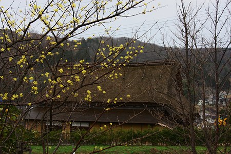 山里も春の訪れ　　サンシュユ