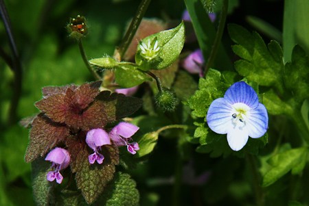 野原で春の寄せ植え！(*^^)v