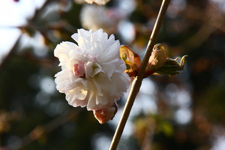 雛菊桜　可憐に！