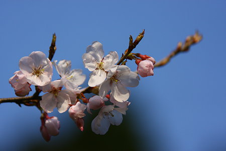 小彼岸桜