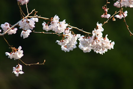 小彼岸桜