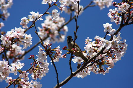 鳥さんもお花見！