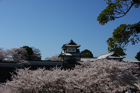 石川門と満開の桜