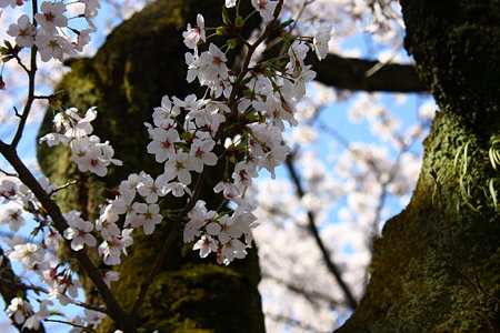 兼六園　古木と桜