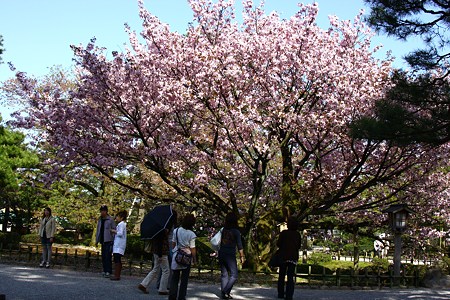 兼六園熊谷桜　　樹齢300年