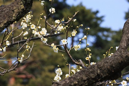 白梅　　兼六園梅林