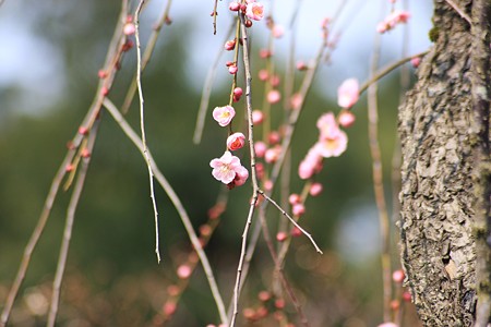 しだれ梅　　兼六園梅林