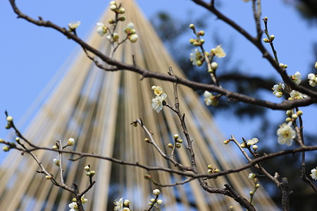 白梅と雪つり　　兼六園梅林