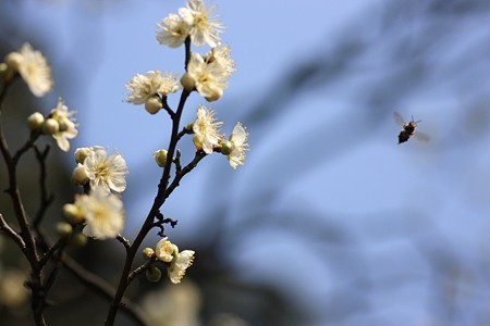 白梅と蜂　　兼六園梅林