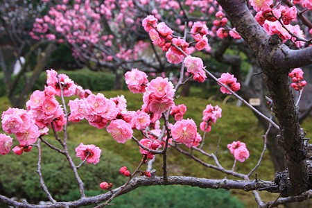 紅梅　兼六園梅林