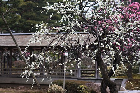 白・しだれ梅　兼六園