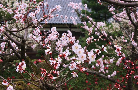 白梅　兼六園梅林