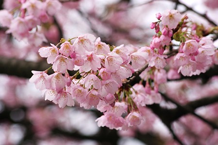 桜(3)　　ツバキカンザクラ