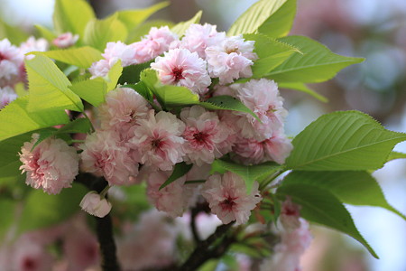 兼六園菊桜(1)　一個のお花に花弁が300枚以上あります。