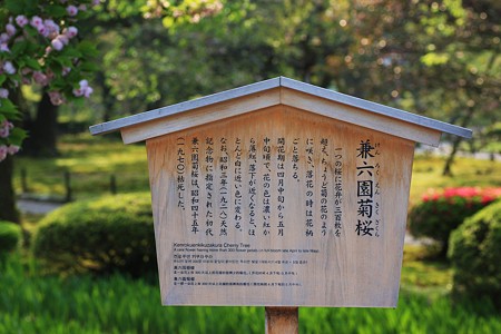 兼六園菊桜