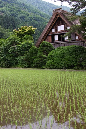 白川郷　合掌造りと水田