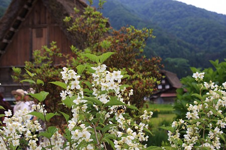 ちょうちょが！　蛾でした。(^^;)) 　白川郷・ウツギの花