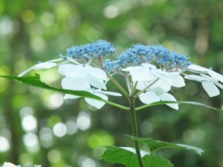 DSCF0249