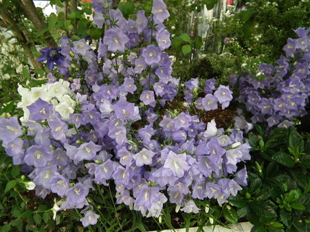 DSCF0882