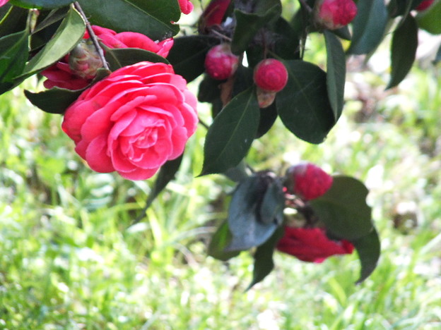 DSCF0164