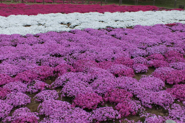 DSCF0510