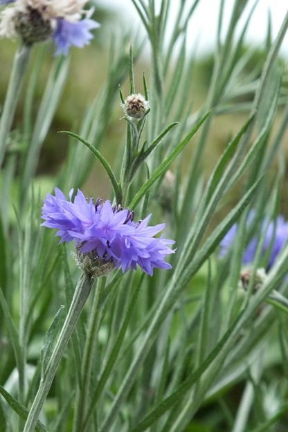 DSCF0094