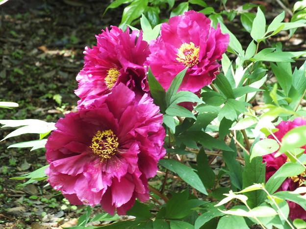 DSCF0080