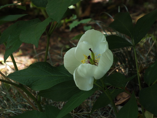 DSCF0164
