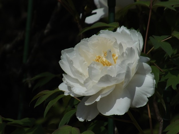 DSCF0469