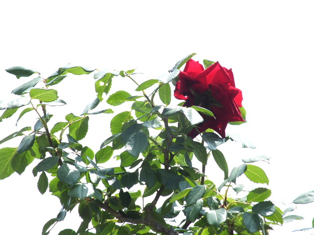 DSCF0107