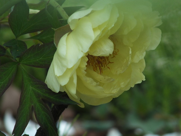DSCF0261