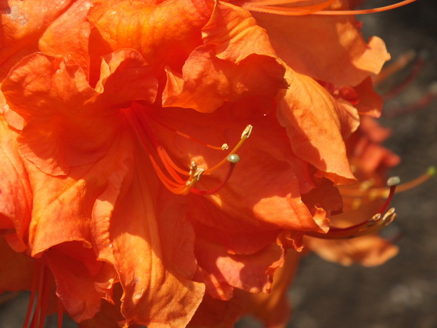 DSCF0246