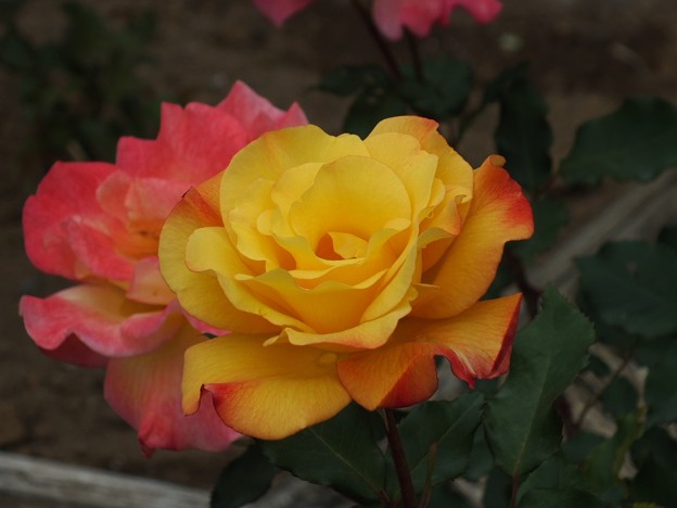 DSCF0098