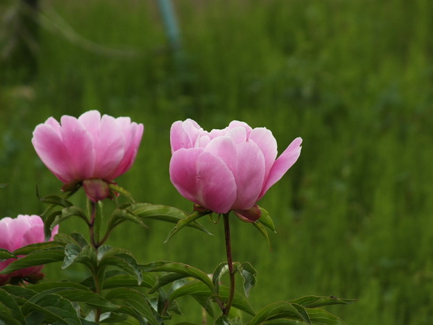 DSCF0419