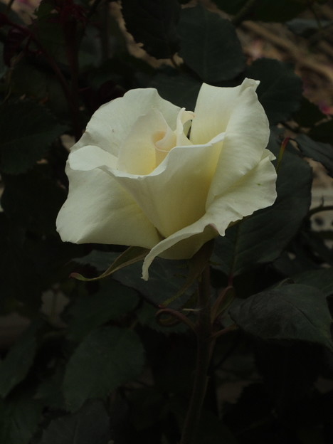 DSCF0356