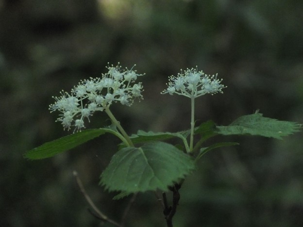 DSCF0059