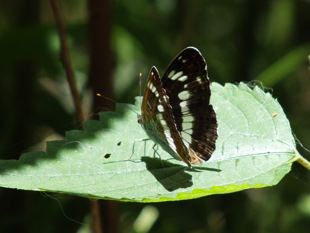 DSCF0064