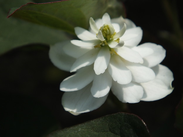 DSCF0387