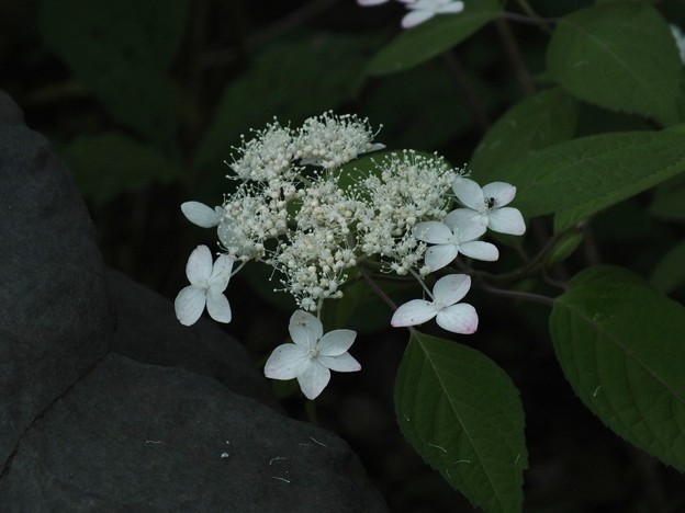 DSCF0095