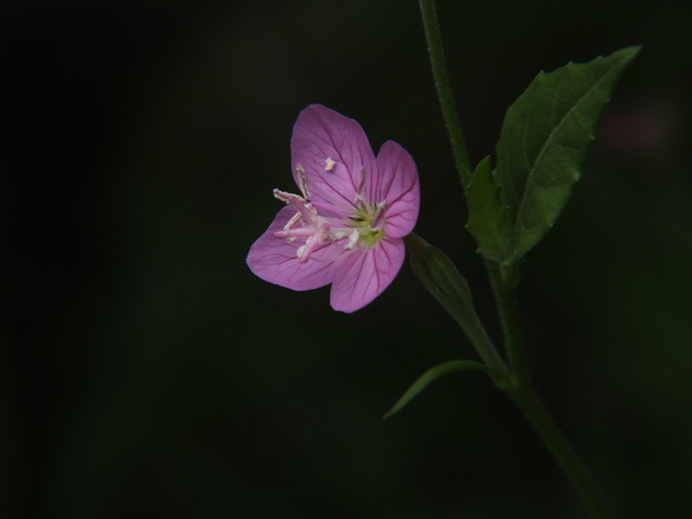 DSCF0433