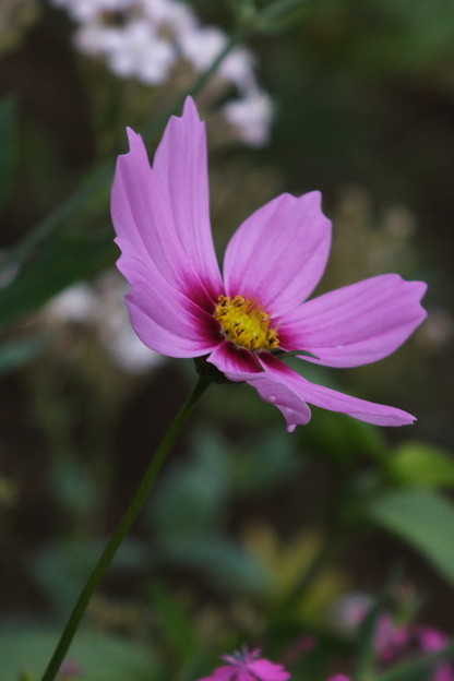 DSCF0162