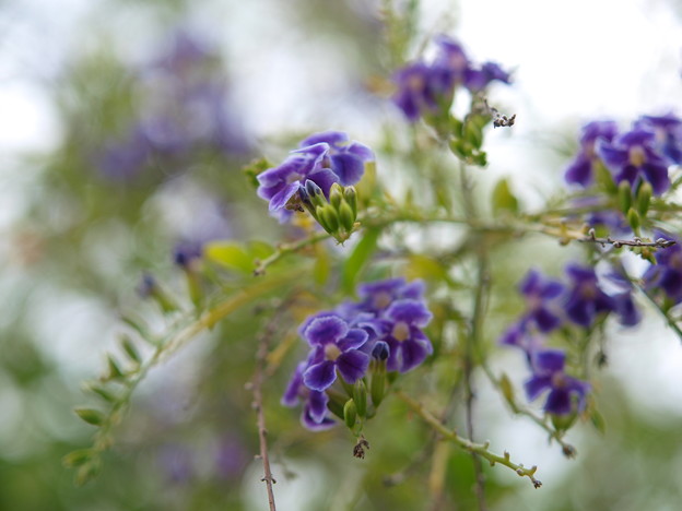 南国の花 紫 写真共有サイト フォト蔵