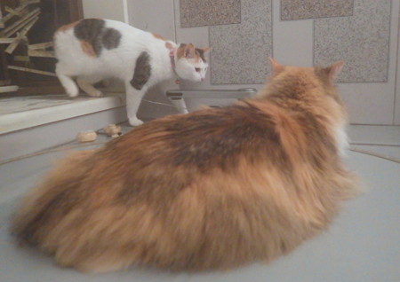 お風呂好きな火星猫