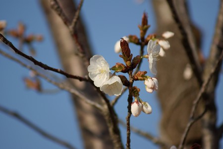 山桜（ヤマザクラ）