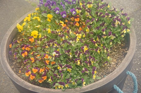 パンジー寄せ植え