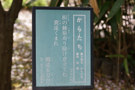 枳殻（カラタチ）