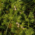 Photos: ハイネズ　Juniperus conferta